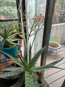 aloe w/flowers